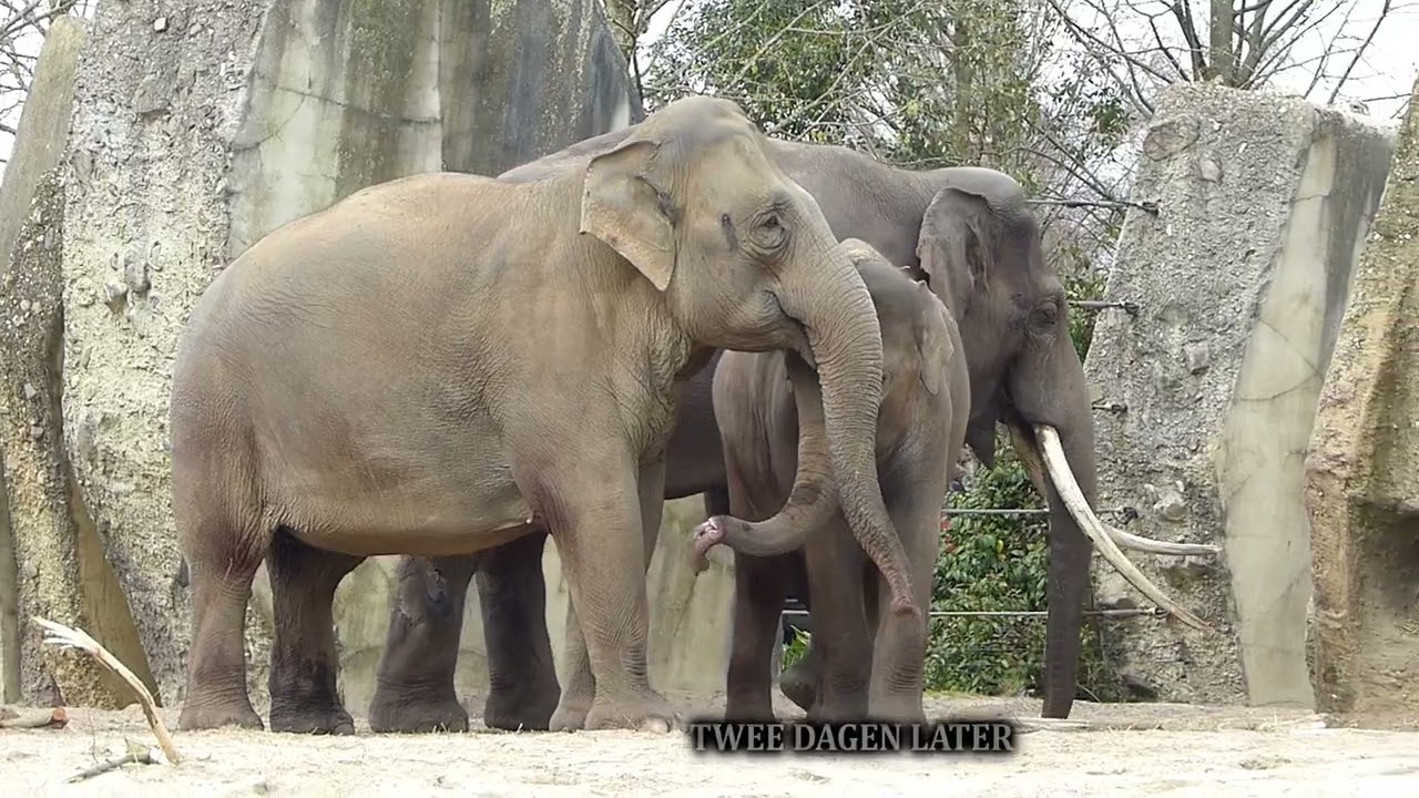 Artis Aankomst Olifantenstier Sibu