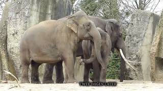 Artis Aankomst Olifantenstier Sibu