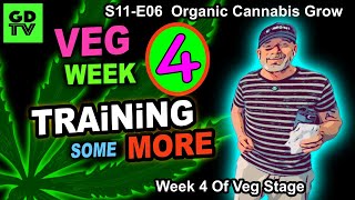 S11-E06 - Day 22 of Veg (Week 4) – More Training Cannabis Step By Step – PAR Diet For Big Girls