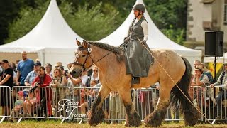 Musketeers horse competition | Rarest horse | girls horse riding 🏇