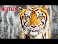 Best of Netflix Nature Docs | Happy Earth Day 🌎