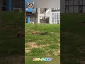 Funny cats shadow mode