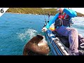 I Caught a HAMMERHEAD While Kayak Fishing Mussel Farms -- #FieldTrips New Zealand Ep 6