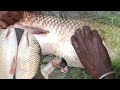 Starting A Fish Business By The Riverside – A Simple Guide" 😀 6 भाग