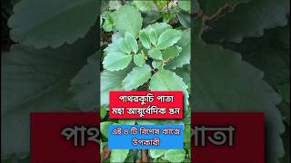 4 Effective Benefits of Stone Crushed Leaves screenshot 2