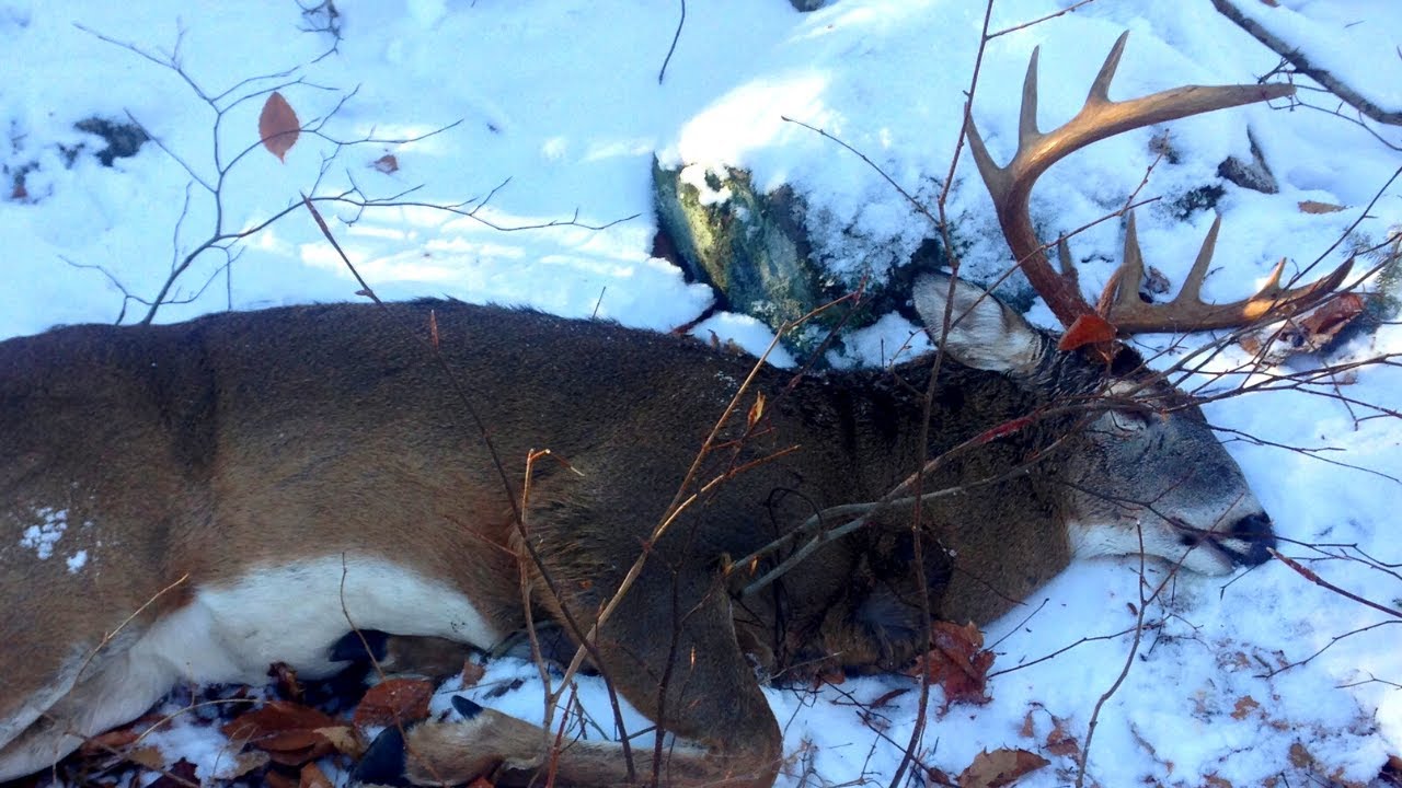 TRACKING DEER SIGNPOST RUBS YouTube