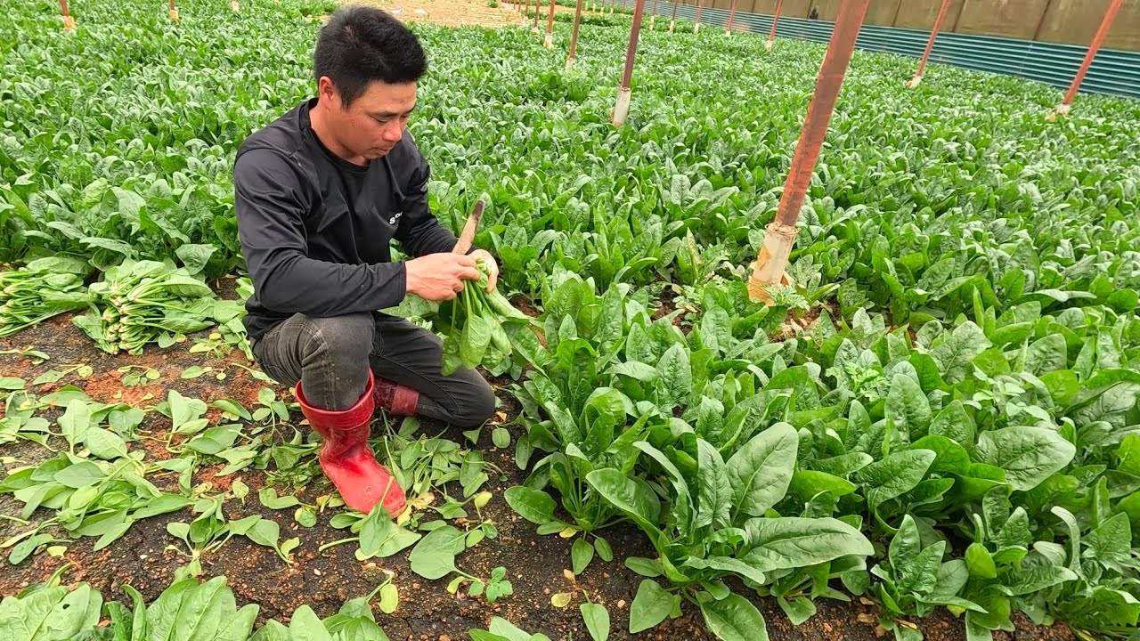 Thu hoạch RAU BÓ XÔI Đà Lạt, loại rau này được coi là “vua của các loại ...