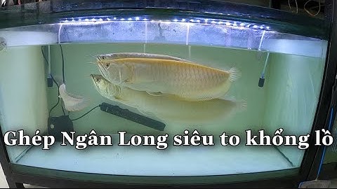 Tuấn Anh Vlogs Thử Ghép Cá Rồng Ngân Long Abino size lớn - 4 Arowana Fish in aquarium