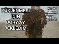 Kışın Köklenme Olur mu