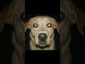 Don’t Watch Tv With Your Dog Alone #scary #shorts #creepy