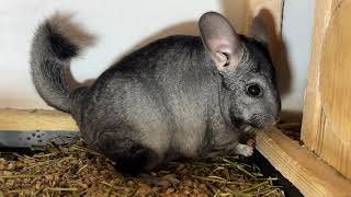 Happy Chinchilla Day! / З днем шиншили!