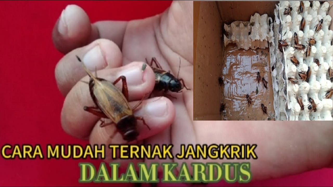 Cara mudah ternak jangkrik dalam kardus! 