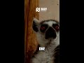 Aye-Aye: Nature’s Creepiest Finger? ☝️🦇