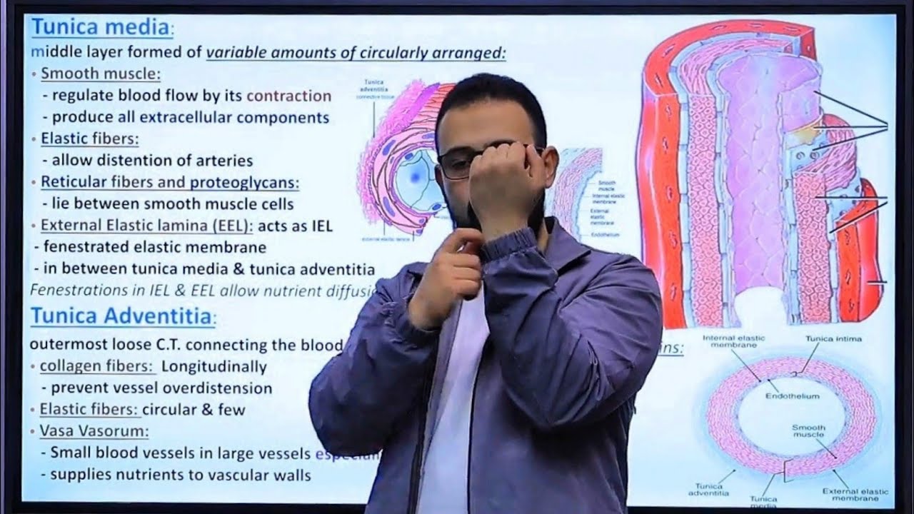 Vascular Ultra Lecture {2} || Histology || د/عبدالوهاب