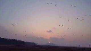 Dulcinea  Roger Williams 