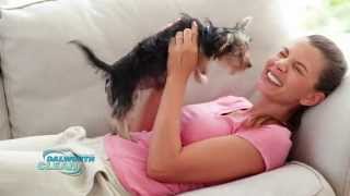 Dalworth Removes Pet Odor