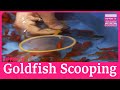 Goldfish Scooping Contest Held In Japan S Goldfish Producing City mp3