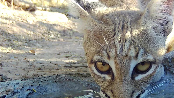 Looking back on 2023 -  Arizona Wildlife on my trail cameras.