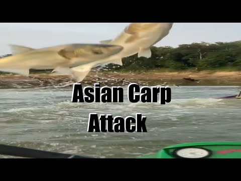 Wild Asian Carp Attack! Seadoo Riders Fight Off an Unusual Threat..
