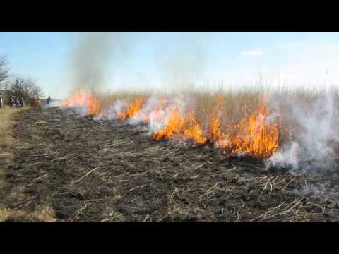 Preserving the Tallgrass Prairie