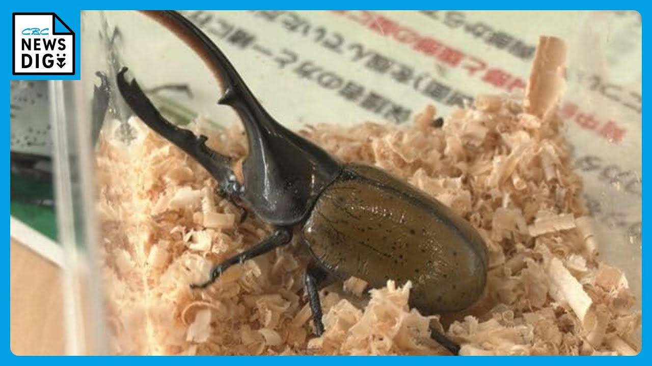 触っていいの？」世界の珍しい昆虫大集合 「ヘラクレスオオカブト
