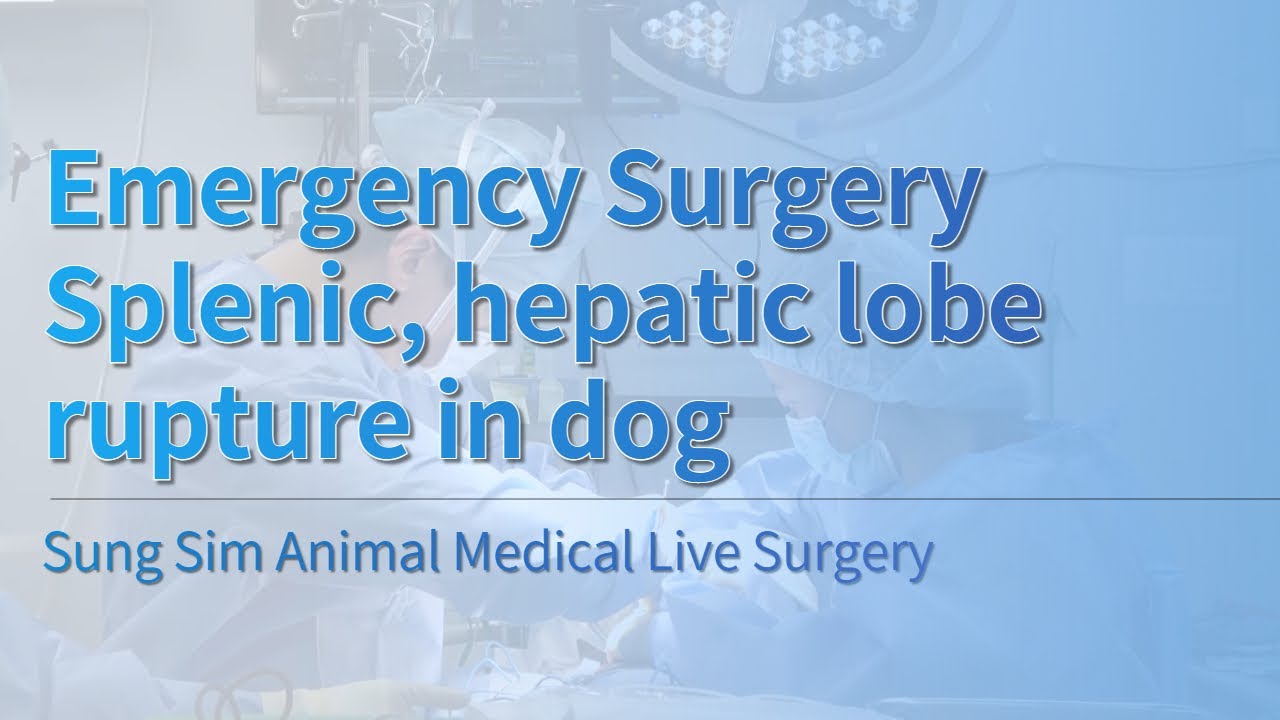 For vet Emergency Surgery Splenic,hepatic lobe rupture in dog YouTube