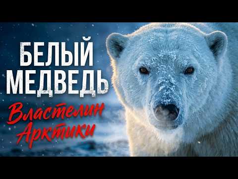 Белый Медведь: Хитрый полярный хищник | Интересные факты про Белого Медведя!