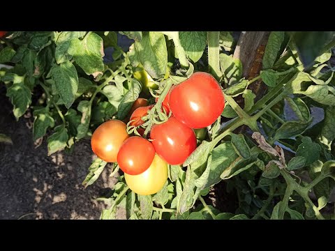 Vídeo: Tomate 