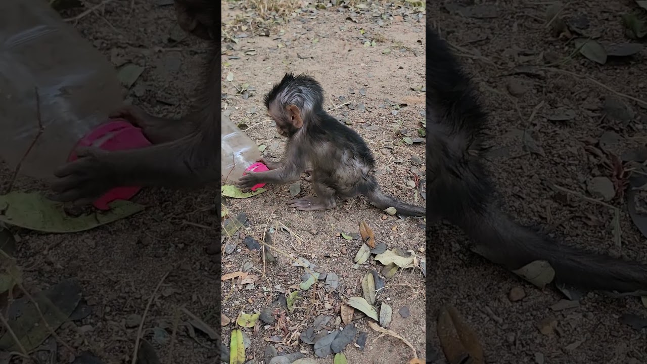 most active playful attractive gorgeous beautiful baby monkey 