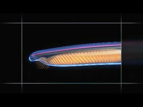 Video: Adakah amphioxus vertebrata?