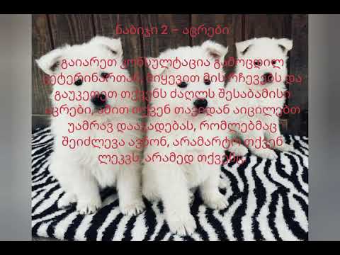 საჯირო ინფორმაცია თუ რა უნდა ვიცოდეთ ლეკვის შეძენამდე და ლეკვის შეძენის შემდეგ