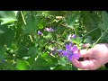 Malva sylvestris ltela botanica 2017