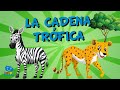 La Cadena Trófica | Videos Educativos para Niños