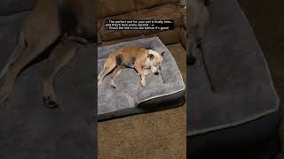 🐾 Turn Your Pet’s Rest Into a Luxury Experience ✨#goldenretriever #goldenretreivers#dogbed #petshop