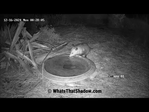 Thirsty Possum at