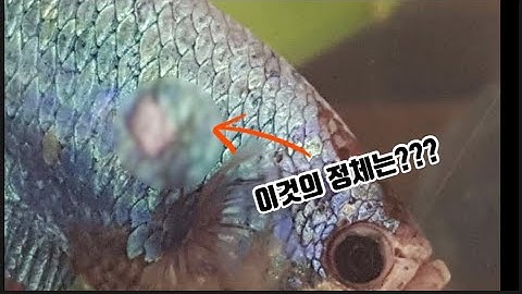[물생활] 베타피쉬 몸에생긴 ㅇㅇ???