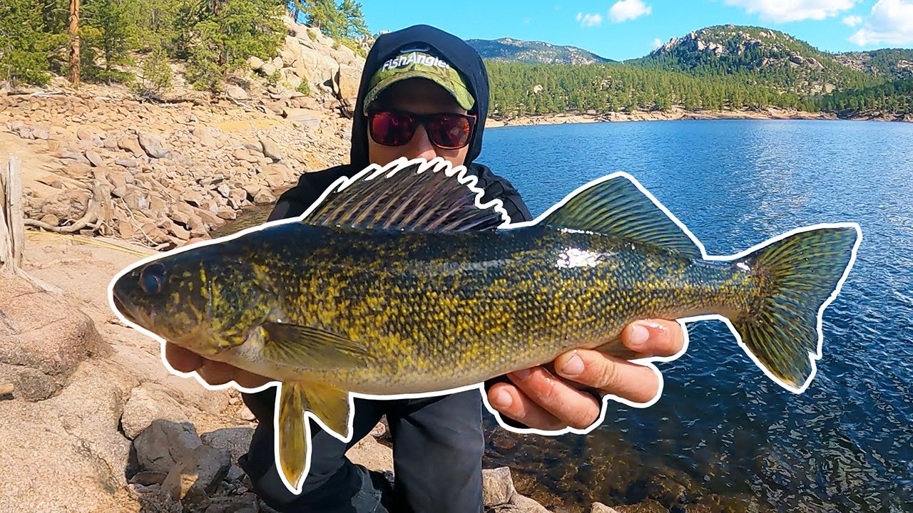 Fishing for Wild Colorado Walleye in a Reservoir That Isn't Even