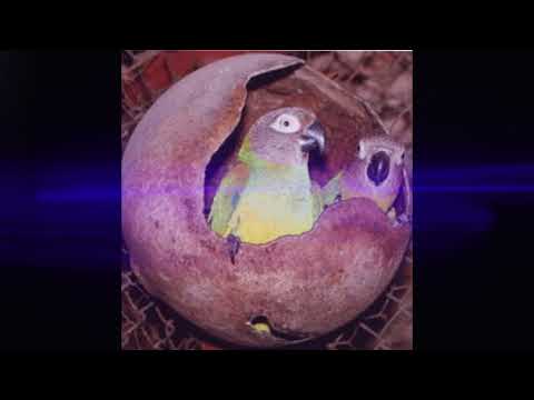 Papagalul Aratinga Cenusiu - Episodul 2 Aratinga weddellii