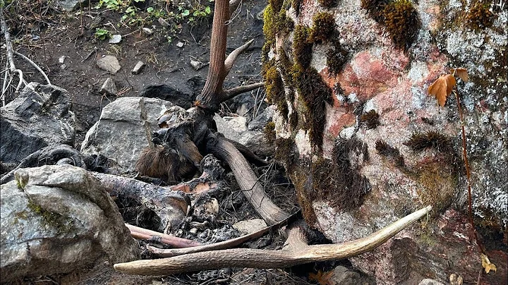 DEAD BULL ELK STUCK UNDER ROCK,  North Idaho Elk Shed Hunting Brandon Pitcher WOLVES AND BIG BULLS