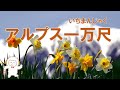 【外国の歌】アルプス一万尺(いちまんじゃく) アルプスいちまんじゃくこやりのうーえで♪ 子供の頃によく歌った曲