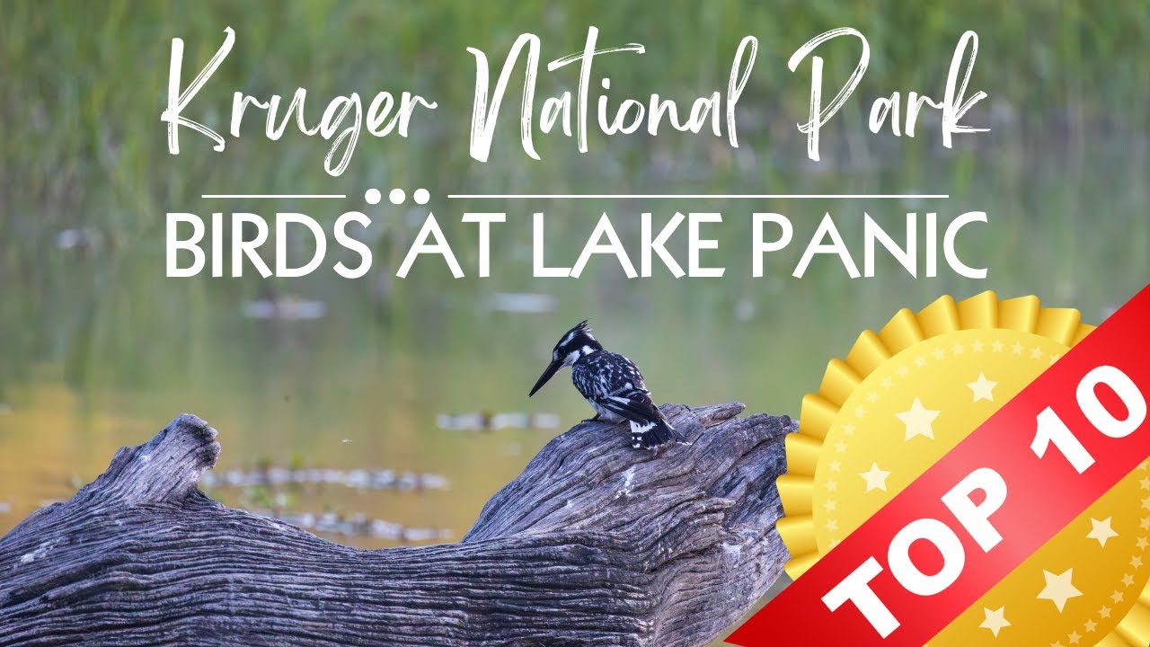 Top 10 Bird sightings at Lake Panic | Kruger National Park Bird Photography