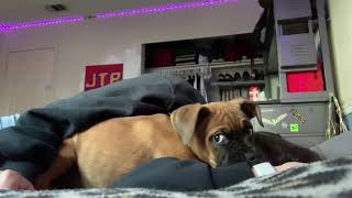 Girl Pretends To Be Asleep To See How Her Puppy Would React by Animaldaze 28 views 2 years ago 31 seconds