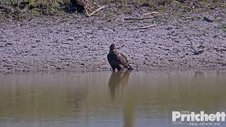 E23 flies to the pond, has a little drink / 16:37 /2024-05-02 /Southwest Florida Eagle Cam #3