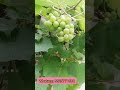 Grapes Plant Customer Review hpy 8825771588 #new #trendingshorts #friut #gardening