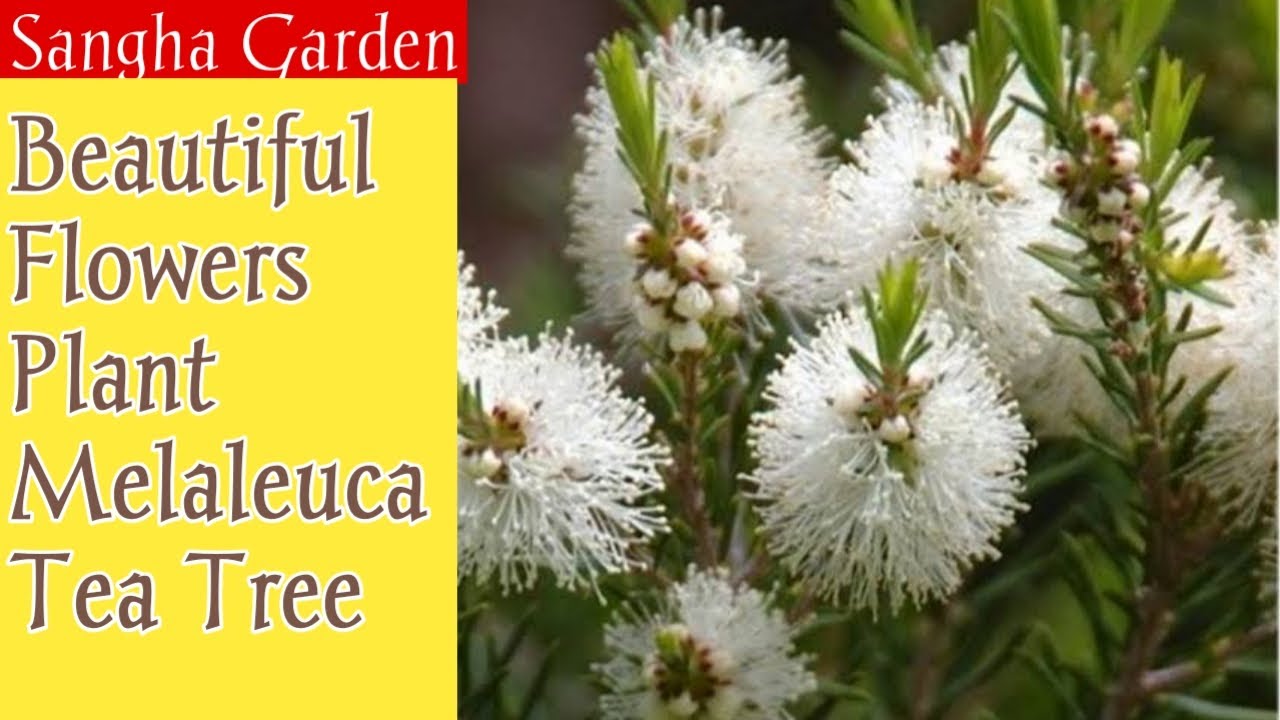 Melaleuca Plant #Tea Tree !2021