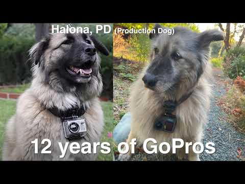 GoPro HERO12 w Max Lens Mod Dog POV Cam