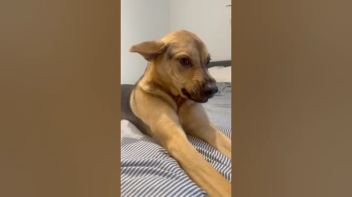 SURPRISED BY MY RESCUE PUPPY WHEN I GOT HOME