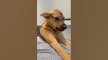 SURPRISED BY MY RESCUE PUPPY WHEN I GOT HOME