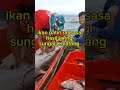 ikan patin raksasa hasil jaring di sungai lematang