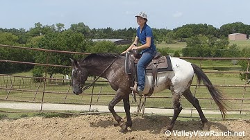 Hudson - walk, jog, lope, stops! - ValleyViewRanch.net